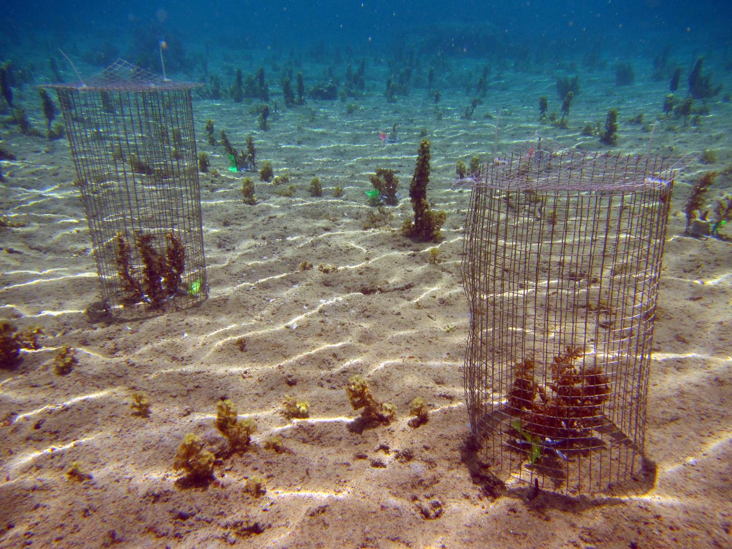 Cages for Coral Experiments