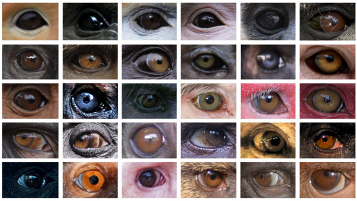 Primate eye colour variation