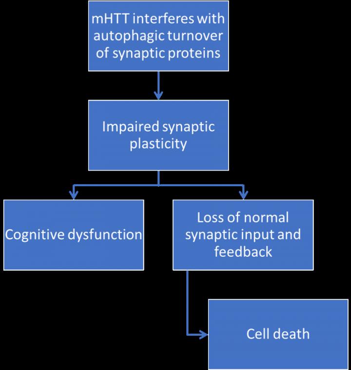 Proposed pathway of mutant huntingtin