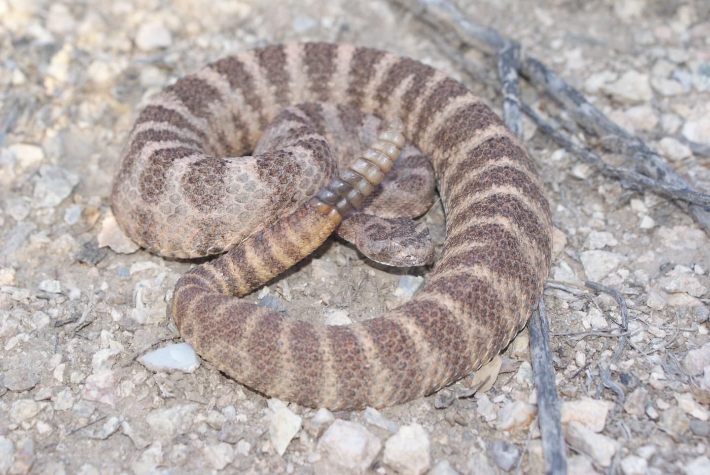 Tiger Rattlesnake