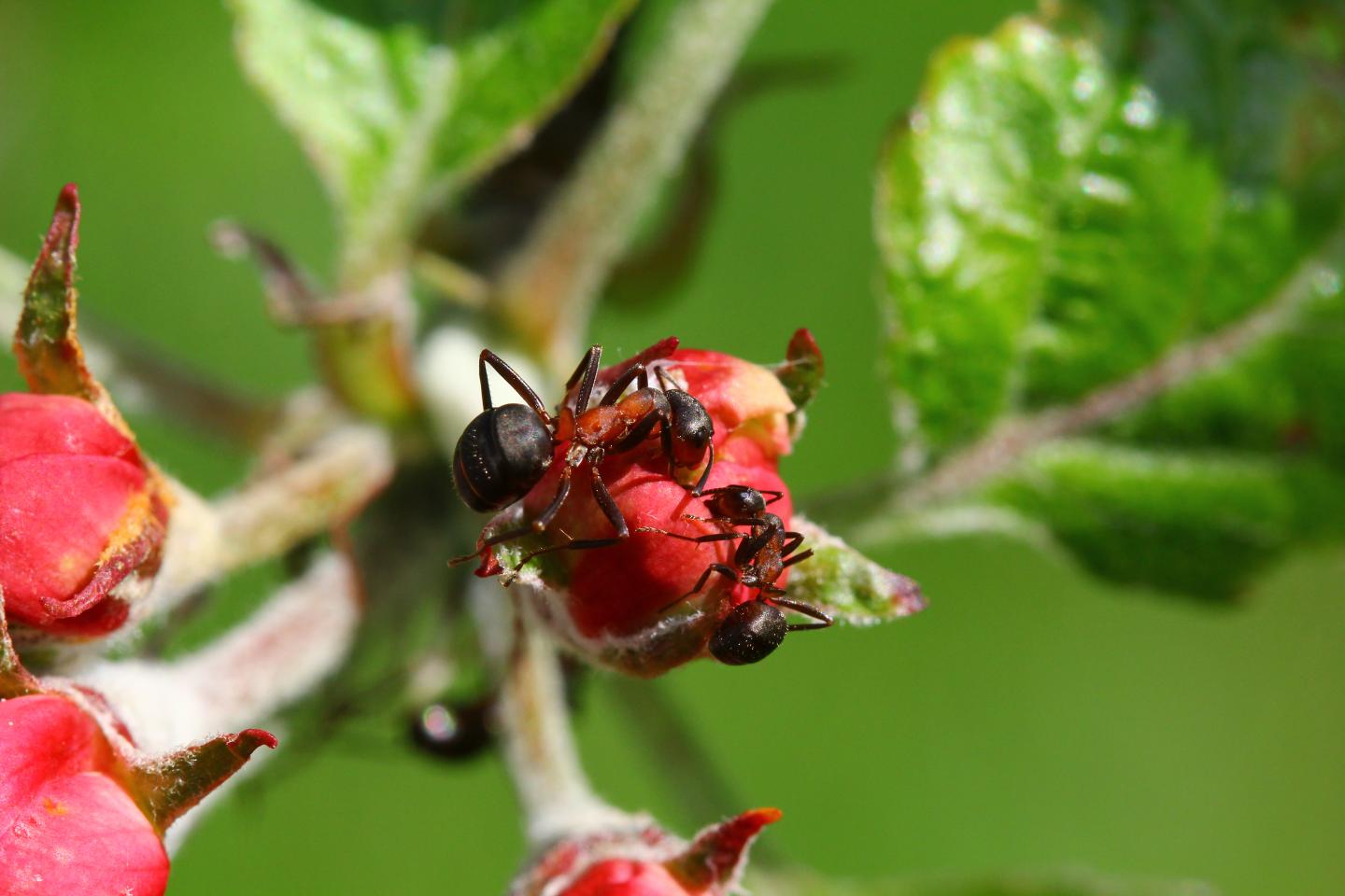 Ants in Apple Plantation