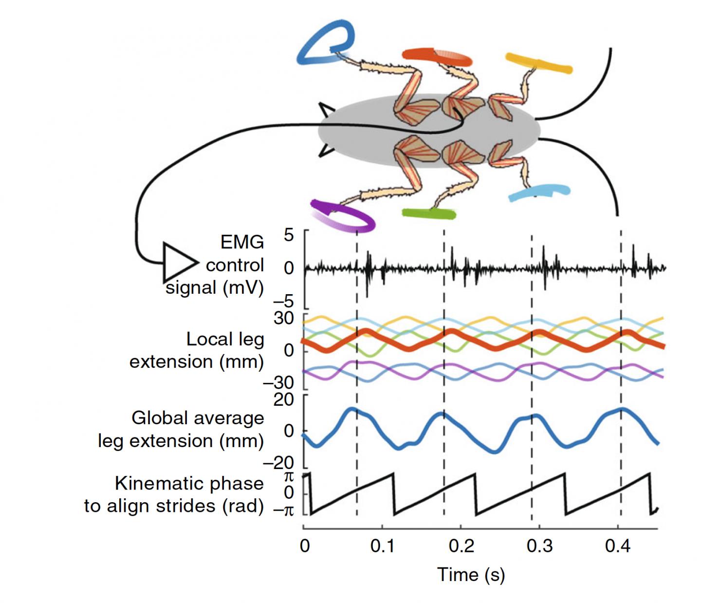 Swings of Roach Legs as Graphed Waves