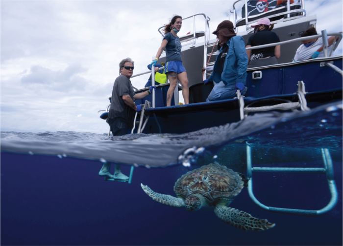 Juvenile green sea turtles released