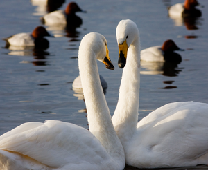 Whooper swans