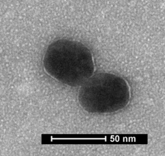 Transmission electron microsco [IMAGE] EurekAlert! Science News Releases