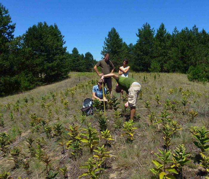 Milkweed height survey in front of exotic pine plantation