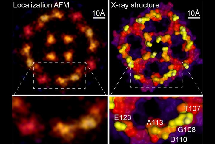 Localization AFM & X-ray structure