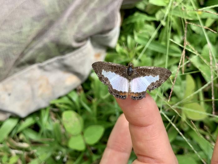 Esme Ashe-Jepson conducing fieldwork in Panama, with a Juditha caucana butterfly from the Riodinidae family.