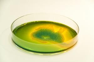 Cultivated Vibrio Bacteria