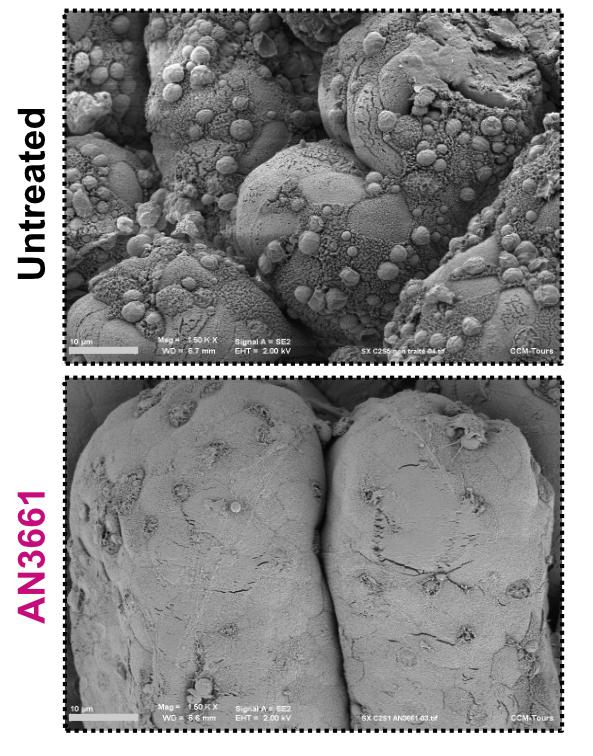 Anti-Parasite Compound Controls Cryptosporidium Infection in Mice (1 of 4)