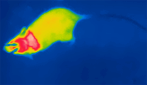 Cold-sensitive ventromedial hypothalamic neurons control homeostatic thermogenesis and social interaction-associated hyperthermia