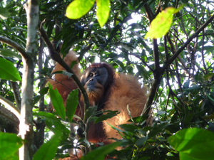 Sumatran Male