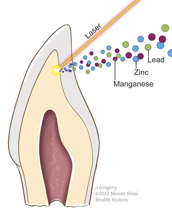 Cross-section of Tooth