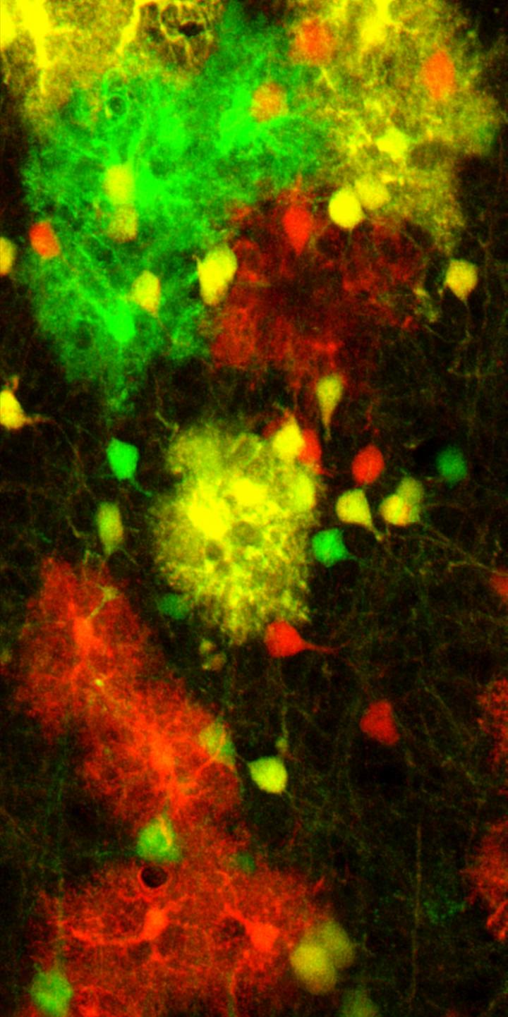 Astrocytes in the Mouse Brain