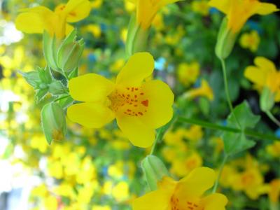 Monkeyflowers (<I>Mimulus guttatus</I>) (1 of 2)