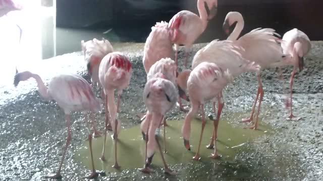 Lesser Flamingos Feeding
