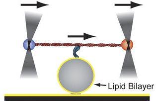 Experiment to Measure Force Generation by Membrane-Associated Myosin-1