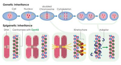 Epigenetic Inheritance Centromeres