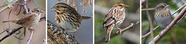 Four Species of Saltmarsh Sparrows Studied