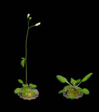 FBH4 is necessary for accelerated flowering in Arabidopsis