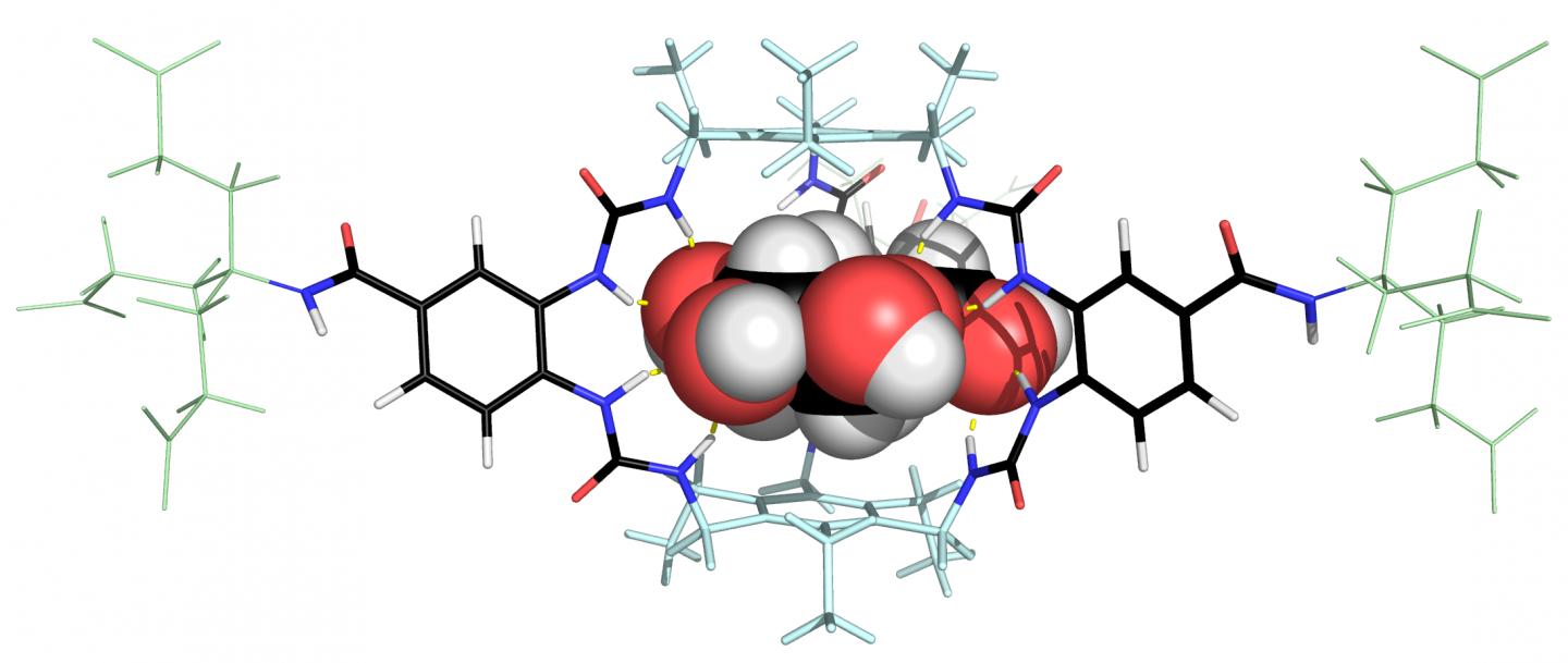 Receptor Binding Glucose