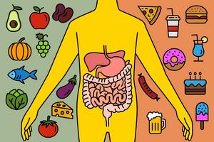 Flinders University research has identified many direct links between poor diet choices and digestive cancers