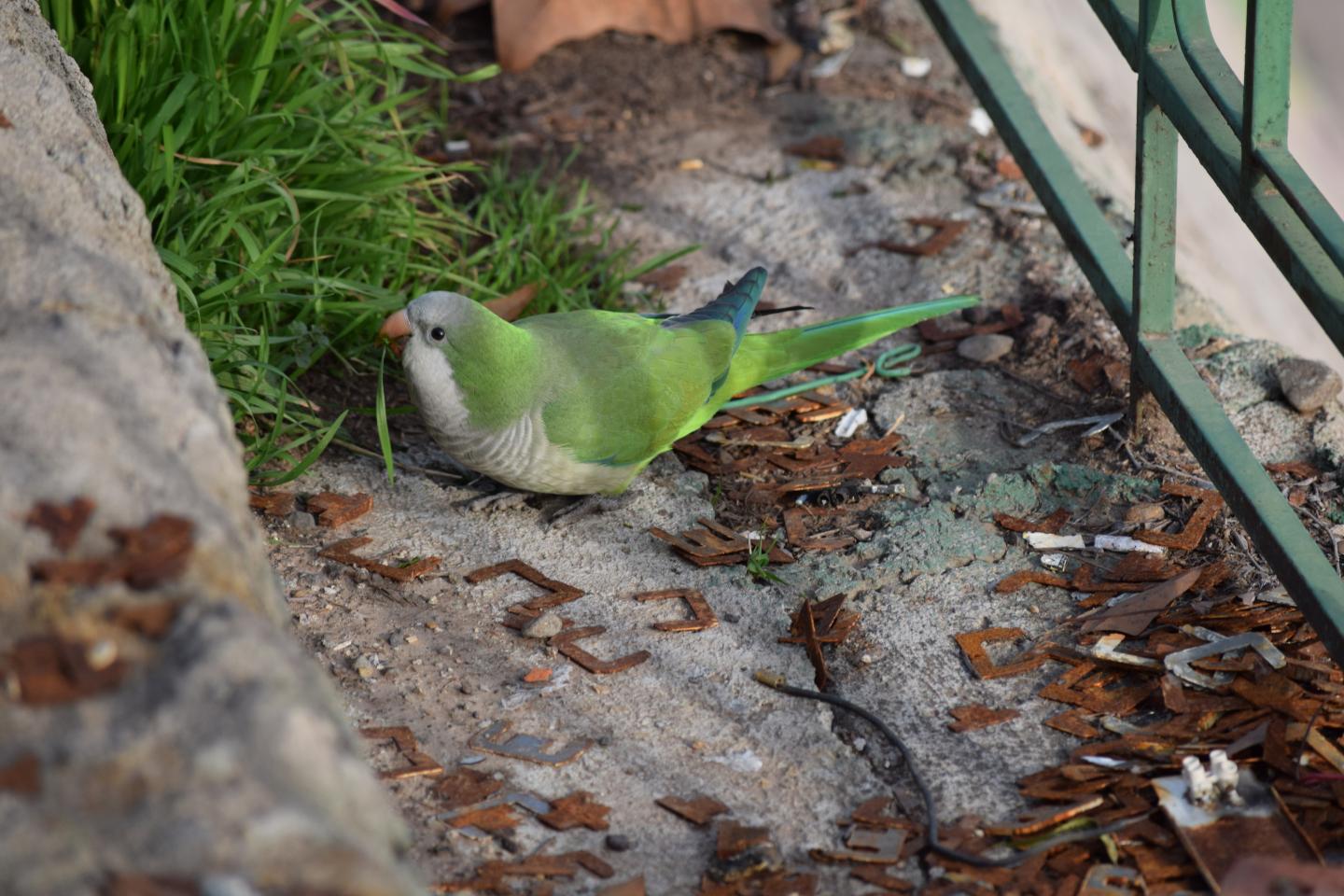 Monk Parakeet 1