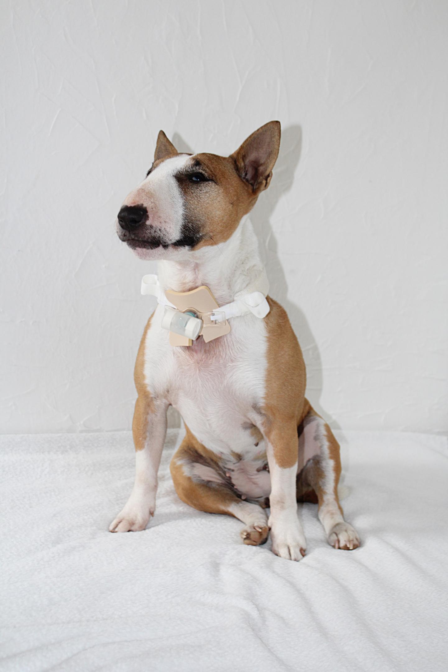 Genetic Risk Factor for Laryngeal Paralysis in Miniature Bull Terriers Identified