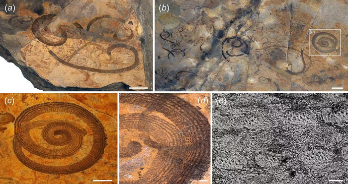 Paleoscolecidan worms from the Liexi Fauna