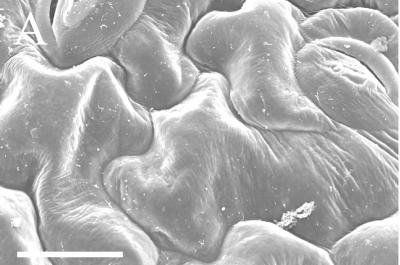 SEM Image of <i>Arabidopsis</i> Tissue
