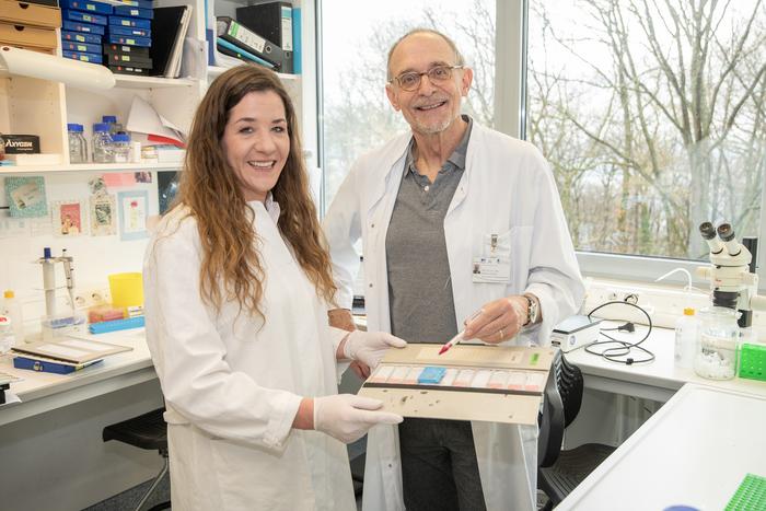 Possible cause of male infertility: Gina Esther Merges and Prof. Hubert Schorle study genes involved in sperm maturation.