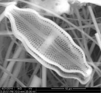 Diatom (2 of 3)