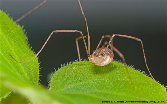 A Daddy Longlegs Species Recorded in the Azores