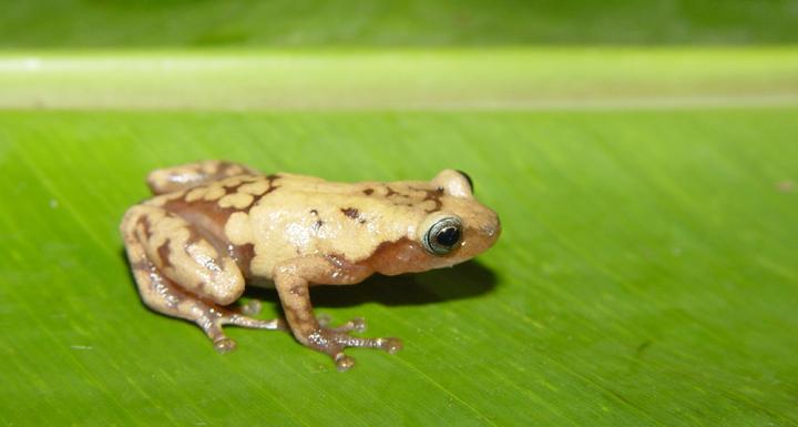 Tree Frog