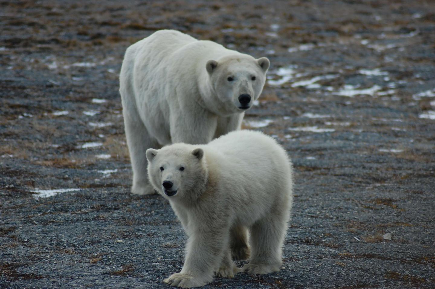 Chukchi Sea Polar Bears