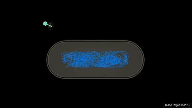 Phage Nucleus