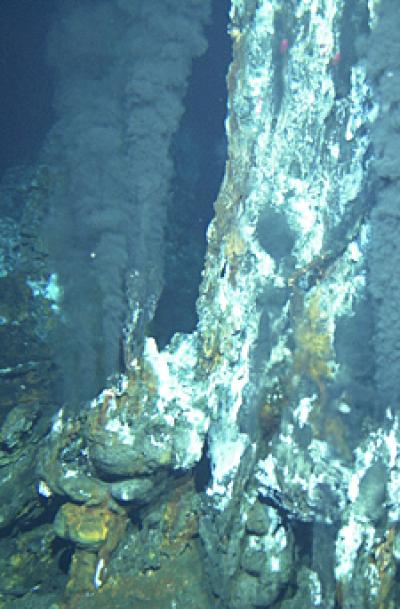 Nautilia Profundicola