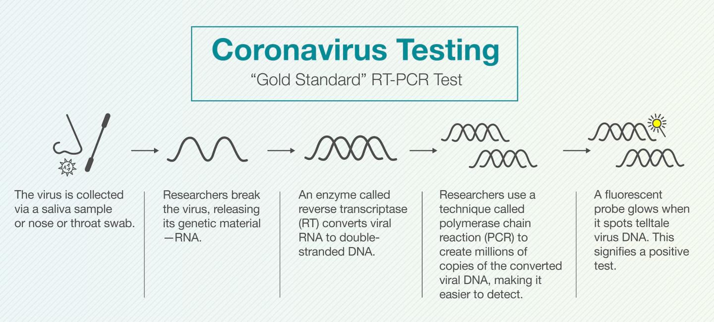 Rt Pcr Infographic Image Eurekalert Science News Releases