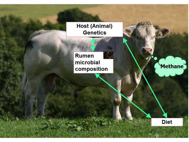 Research to Breed More Climate-Friendly Cattle Selected for PLOS Genetics Research Prize