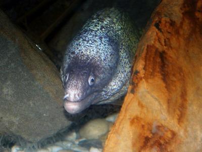 Undulated Moray