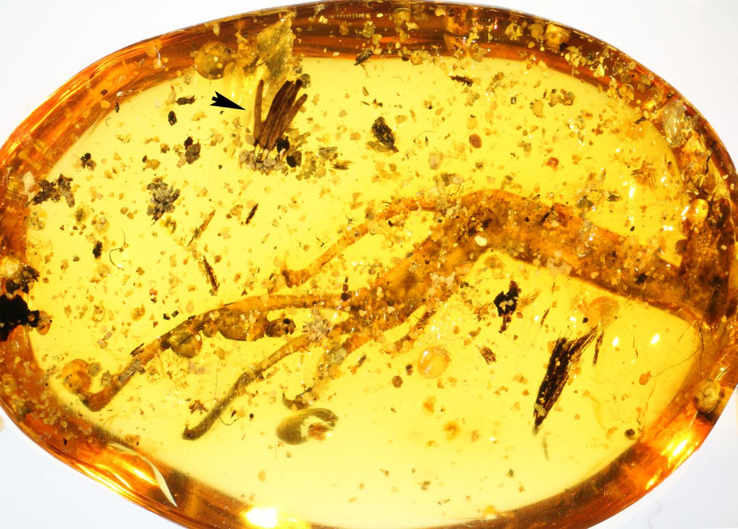 Bright Yellow Piece of Amber with Trapped Creatures/Plants