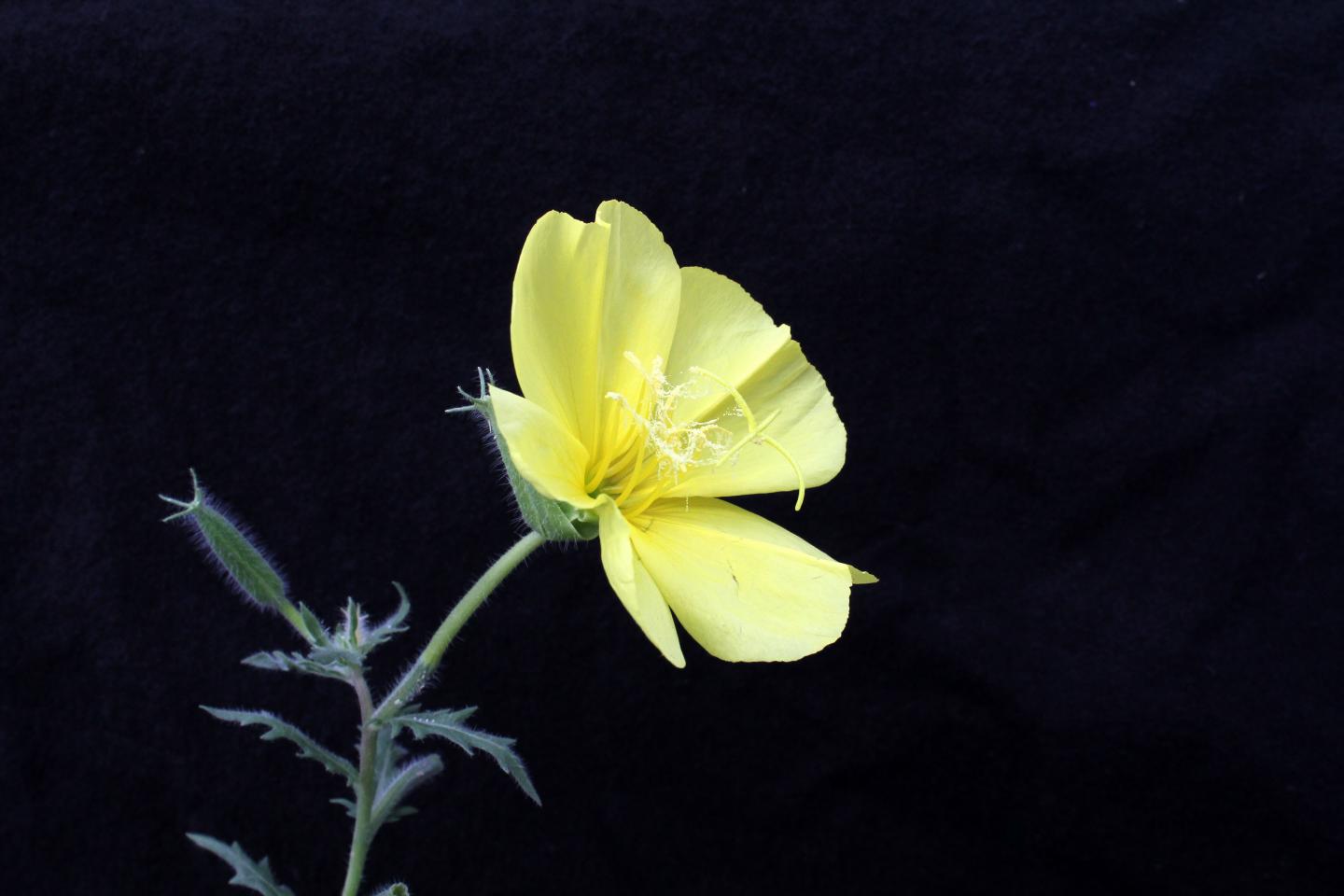 <i>Oenothera grandis</i> Plant