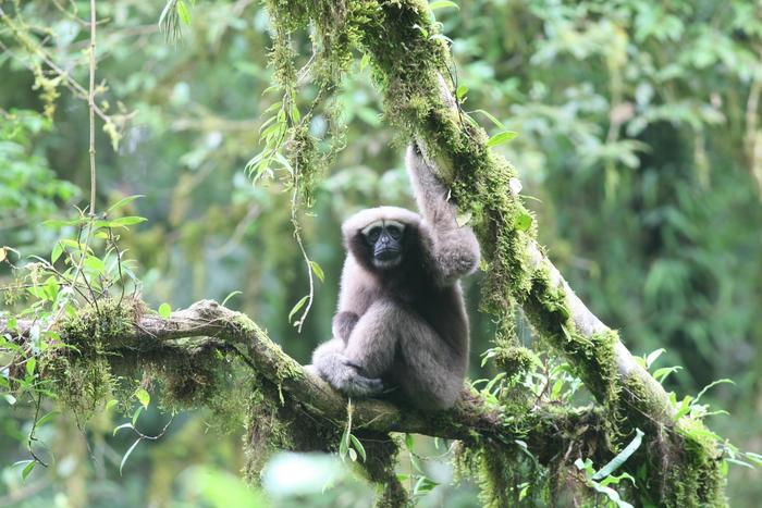 Adult female Skywalker gibbon