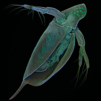 <I>Daphnia pulex,</I> the waterflea (2 of 2)