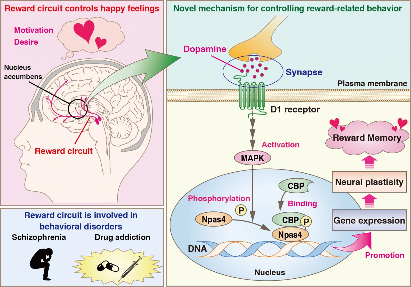 New Protein Function Could Be Key To Treatment Of Drug Addiction And Behavioral Disorders 5974