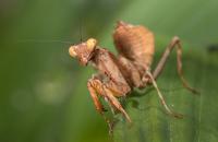Immature Female Nymph of the Newly Identified Praying Mantis Lineage <i>Hondurantemna Chespiritoi</i