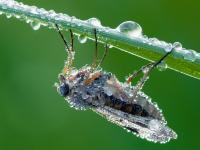 Dew-Dropped Cicada