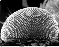 Compound Moth Eye [IMAGE] | EurekAlert! Science News Releases