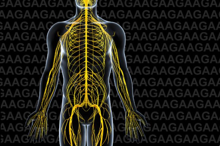 Targeting the Genetic Roots of Freidreich's Ataxia