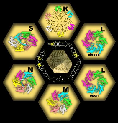 Inside Bacteria, a Compartment of One's Own